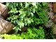 Mięta i inne zioła uprawiane w kieszeniach wiszącego ogródka ziołowego