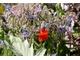 Niebieskie, świeże kwiaty oraz liście ogórecznika lekarskiego  stosowane są jako przyprawa kuchenna 