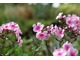 Floks wiechowaty (Phlox paniculata), fot. Michał Młoźniak