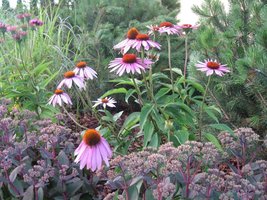 Echinacea purpurea, Sedum spectabile (Jeżowka i rozchodnik okazały)