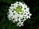 Kwiatostany, ze względu na dekoracyjność i trwałość, stosowane są np. do wiązanek ślubnych