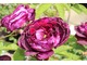 Pachnąca róża 'Toscany Superb'