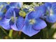 Hydrangea macrophylla 'Blaumeise'