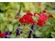 Achillea millefolium 'Red Velvet' na tle kwiatostanów Salvia nemorosa