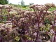 Sedum spectabile "Matrona"