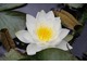 Grzybień biały, lilia wodna (Nymphaea alba)