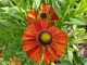 Helenium autumnale  (Dzielżan jesienny) o rdzawych kwiatach