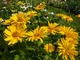 Heliopsis  (słoneczniczek)