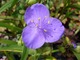 Tradescantia virginiana  (trzykrotka)