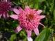 Echinacea "Pink Double Delight" ( jeżówka o pełnych, różówych kwiatach)