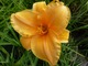 Hemerocallis (liliowiec)