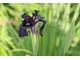 czarny Iris chrysographes
