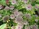 Astrantia major (jarzmianka większa)