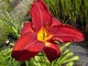 Hemerocallis (liliowiec)