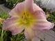 Hemerocallis (Liliowiec)