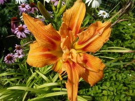 Hemerocallis (Liliowiec)