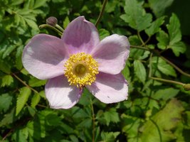 Anemone japonica   (zawilec japoński)