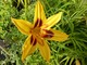 Hemerocallis (liliowiec)