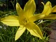 Hemerocallis (Liliowiec)