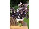 Bordowa bazylia - Ocimum basilicum  'Red Rubin'