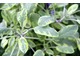Szałwia lekarska - Salvia officinalis 'Icterina'