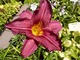 Hemerocallis (Liliowiec)