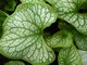 Brunnera macrophylla "Jack Frost",  bylina o ogromnych, pstrokatych liściach (do cienia)