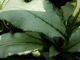 Liście miodunki (Pulmonaria)