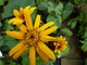 Ligularia clivorum (Języczka pomarańczowa)