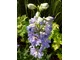 Delphinium (Ostróżka)