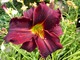 Hemerocallis (Liliowiec)