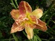 Hemerocallis (Liliowiec)