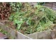 Odpady organiczne z ogrodu służą tworzeniu kompostu