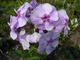 Phlox paniculata