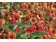 Dzielżany (Helenium) to wspaniałe, okazałe i wytrzymałe ogrodowe byliny o olśniewających płatkach i wypukłych koszyczkach