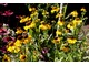 Dzielżany lubią sąsiedztwo traw ozdobnych i turzyc oraz późno kwitnących bylin np. jeżówka  (Echinacea)