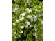 Pieris japonica "Prelude"