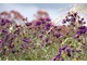 Aster novae - angliae "Violetta"  ma charakterystyczny, najciemniejszy, fioletowy kolor i znaczną wysokość 
