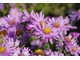 Aster amellus "Brillant" 