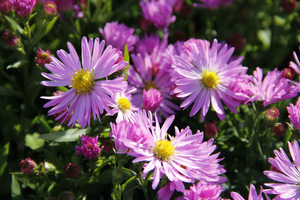 Aster dumosus "Herbstgruß vom Bresserhof"