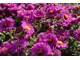 Aster dumosus "Jenny" kwitnie od sierpnia do października