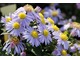 Aster dumosus "Silberblaukissen"