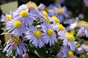 Aster dumosus "Silberblaukissen"