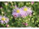 Aster dumosus "Silberteppich"