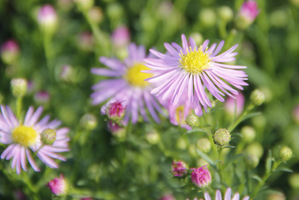 Aster dumosus "Silberteppich"