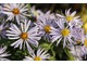 Aster x versicolor "'Altweibersommer"