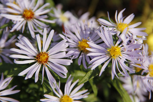 Aster x versicolor "'Altweibersommer"