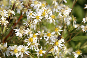 Aster umbellatus 'Weißer Schirm"