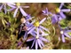 Aster sedifolius "Nanus" kwitnie wcześnie - w czerwcu i lipcu