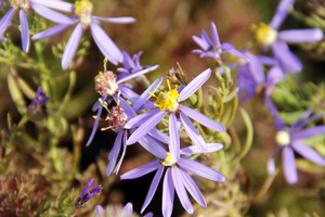 Aster sedifolius "Nanus" kwitnie wcześnie - w czerwcu i lipcu